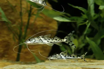 How many Pictus Catfish should I keep together?