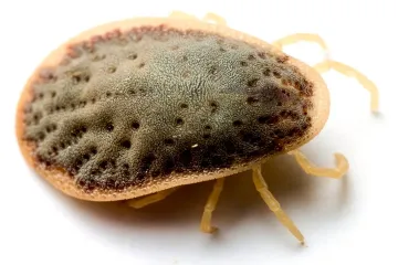 What is the disease in the Argasid ticks?