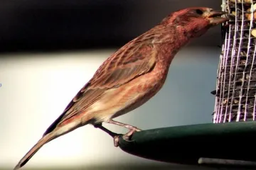 Why are the goldfinches not eating Nyjer seed?