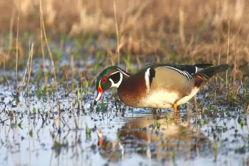 Wood Duck Facts