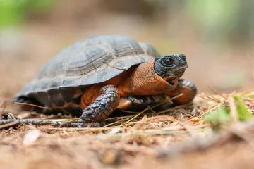 Wood Turtle Diet