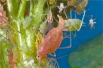 Yellow Aphids Evolution