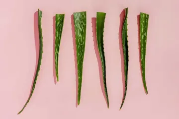 Can you eat aloe vera gel straight from the plant?