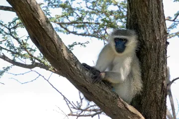 Vervet Monkey Locations