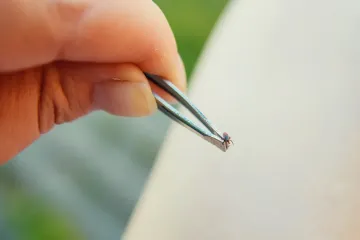 What are the odds of getting Lyme disease from a tick?